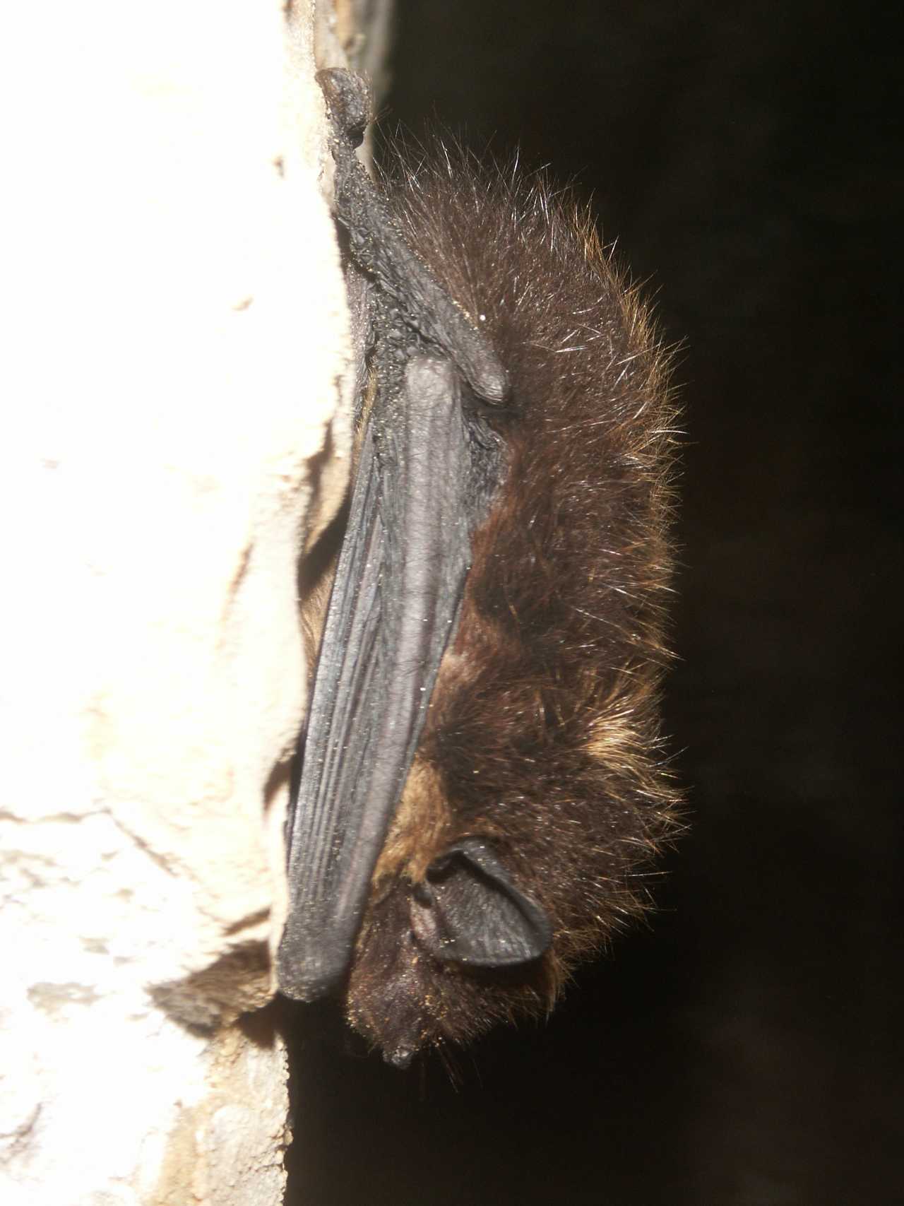 Fledermaus beim büseln .jpg