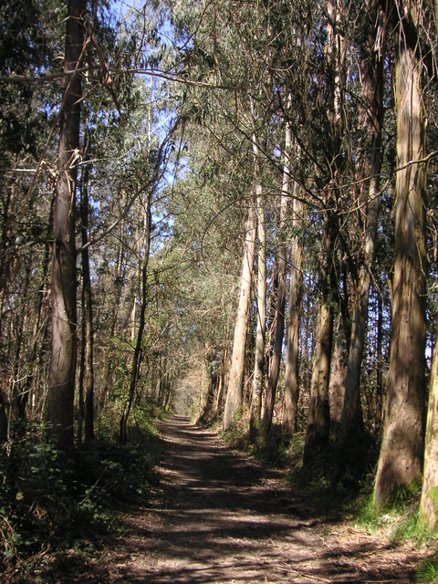 pinienwald