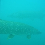 der Weissensee in Kärnten