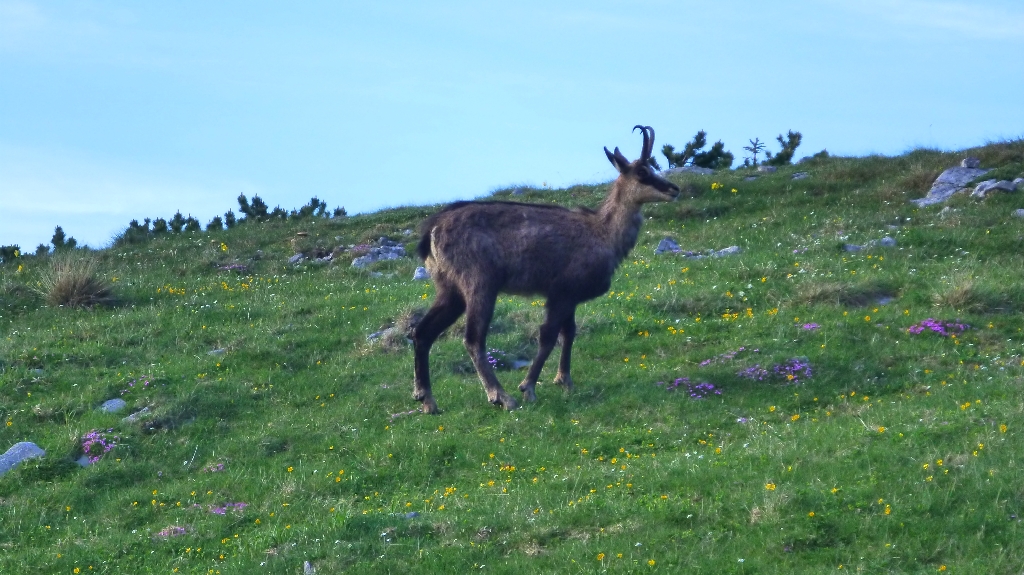 80. Schneebergflug 5