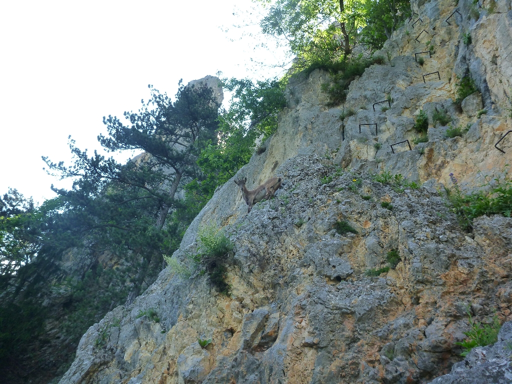 Wildenauer Klettersteig Hohe Wand 3